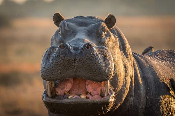 Grinning hippo